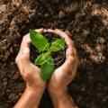 Beginner’s guide to starting a garden